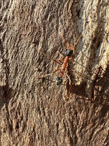 Myrmecia nigriceps photo 159