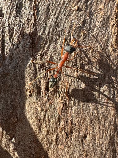 Myrmecia nigriceps photo 160