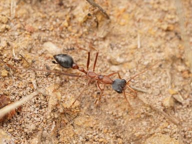 Myrmecia nigriceps photo 161