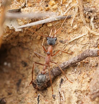 Myrmecia nigriceps photo 162
