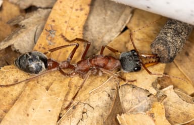 Myrmecia nigriceps photo 164