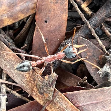 Myrmecia nigriceps photo 165