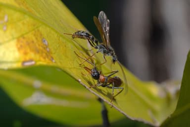 Myrmecia nigrocincta photo 12