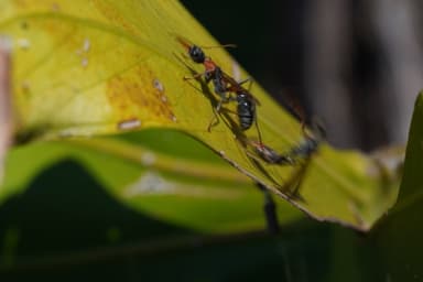 Myrmecia nigrocincta photo 14