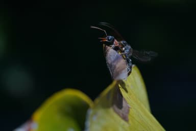 Myrmecia nigrocincta photo 15