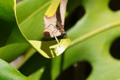 Myrmecia nigrocincta photo 17