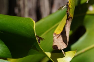 Myrmecia nigrocincta photo 18