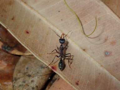 Myrmecia nigrocincta photo 22
