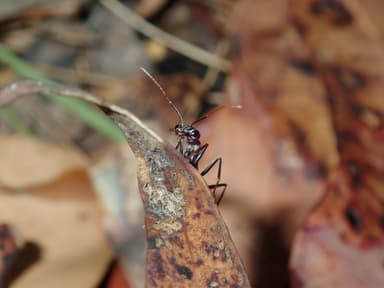 Myrmecia nigrocincta photo 23