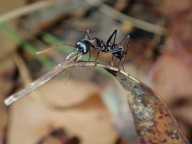 Myrmecia nigrocincta photo 25
