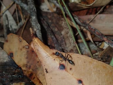 Myrmecia nigrocincta photo 26
