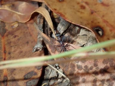 Myrmecia nigrocincta photo 27
