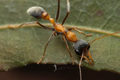 Myrmecia nigrocincta photo 28