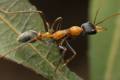 Myrmecia nigrocincta photo 29
