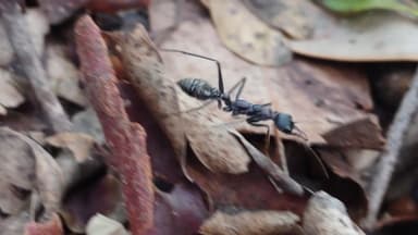 Myrmecia nigrocincta photo 30