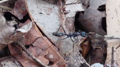 Myrmecia nigrocincta photo 31