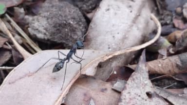 Myrmecia nigrocincta photo 33