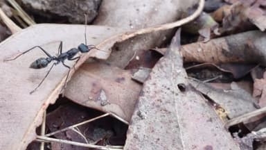 Myrmecia nigrocincta photo 34