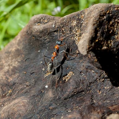 Myrmecia nigrocincta photo 35