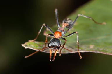 Myrmecia nigrocincta photo 36