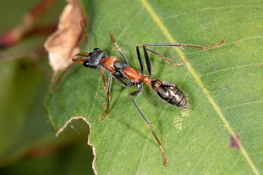 Myrmecia nigrocincta photo 37