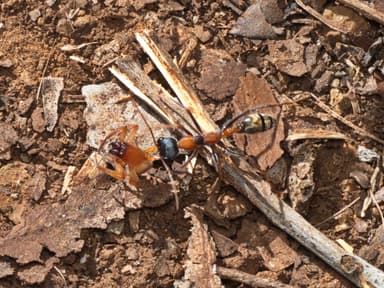 Myrmecia nigrocincta photo 38