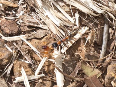 Myrmecia nigrocincta photo 39