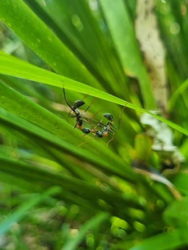 Myrmecia nigrocincta photo 43