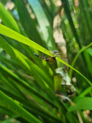 Myrmecia nigrocincta photo 46