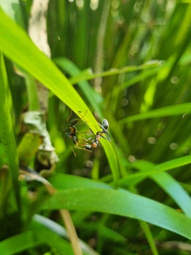 Myrmecia nigrocincta photo 55
