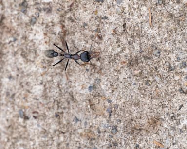 Myrmecia nigrocincta photo 59