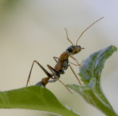 Myrmecia nigrocincta photo 62