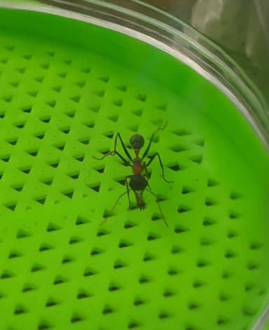 Myrmecia nigrocincta photo 64