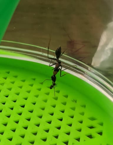 Myrmecia nigrocincta photo 65