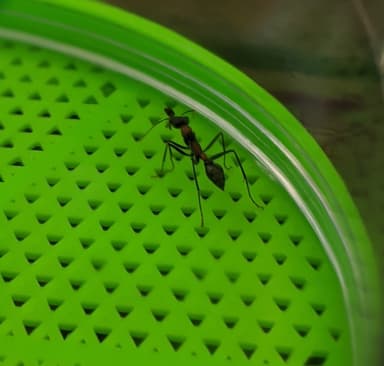 Myrmecia nigrocincta photo 68
