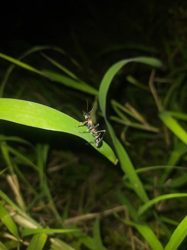 Myrmecia nigrocincta photo 69