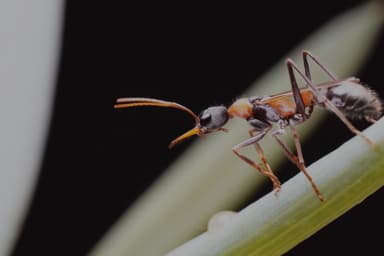 Myrmecia nigrocincta photo 70