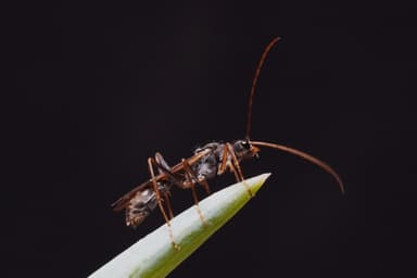 Myrmecia nigrocincta photo 71