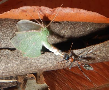 Myrmecia nigrocincta photo 78