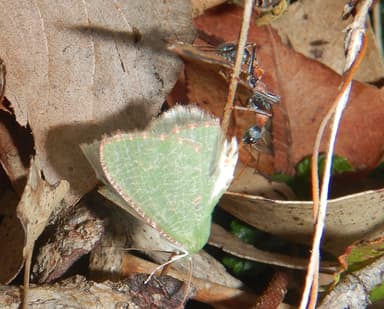 Myrmecia nigrocincta photo 81