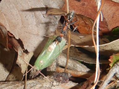 Myrmecia nigrocincta photo 82