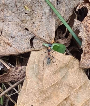 Myrmecia nigrocincta photo 85