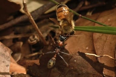 Myrmecia nigrocincta photo 89