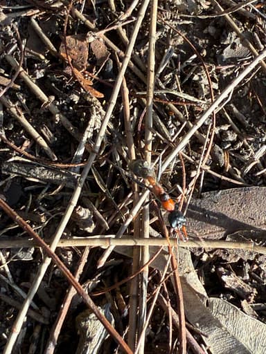 Myrmecia nigrocincta photo 100