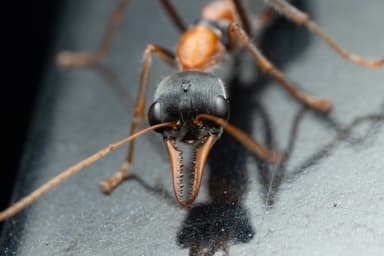 Myrmecia nigrocincta photo 103