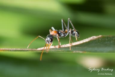 Myrmecia nigrocincta photo 106