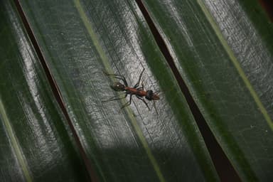 Myrmecia nigrocincta photo 107