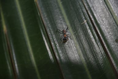 Myrmecia nigrocincta photo 110
