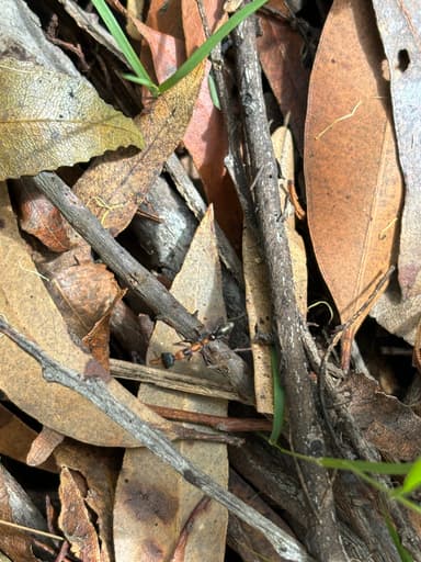 Myrmecia nigrocincta photo 127