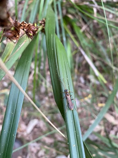 Myrmecia nigrocincta photo 129